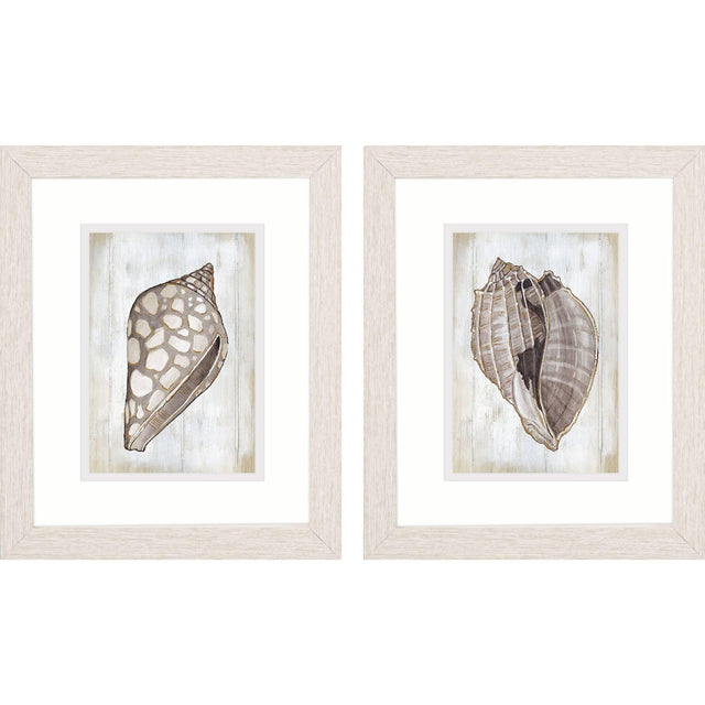 Paragon Ocean Cone S/2 Brown 11 X 09 X 1 Wall Art