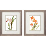 Paragon Floral Beauty I S/2 Orange 11 X 09 X 1 Wall Art