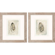 Paragon Soft Half Shell S/2 Gray 18 X 16 X 1 Wall Art