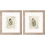 Paragon Soft Half Shell S/2 Gray 18 X 16 X 1 Wall Art