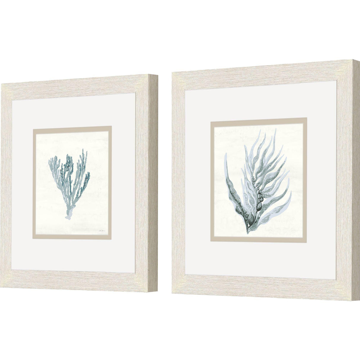 Paragon Ocean Flora S/2 Blue 11 X 11 X 1 Wall Art