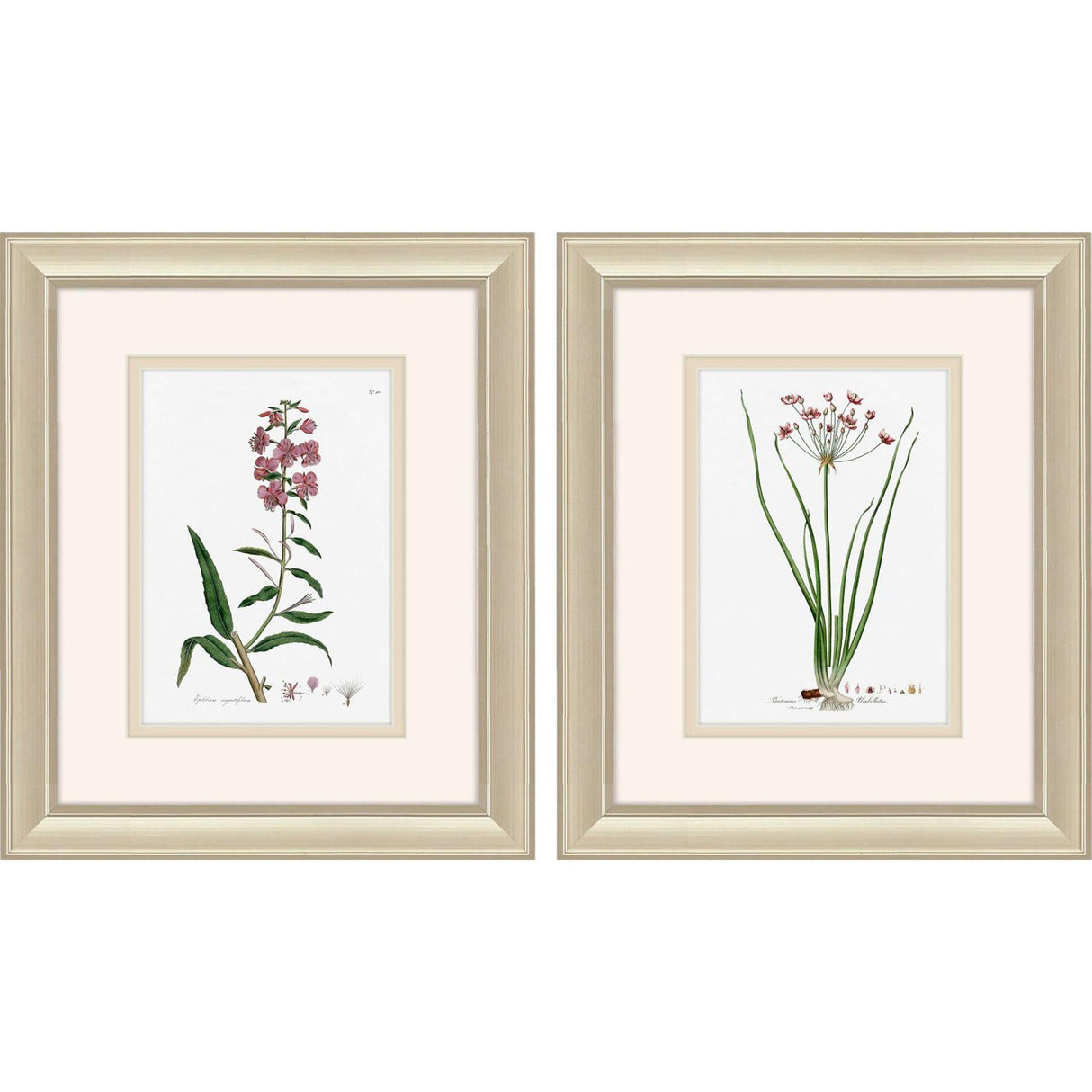 Paragon Rose Botanical S/2 Pink 12 X 10 X 1 Wall Art