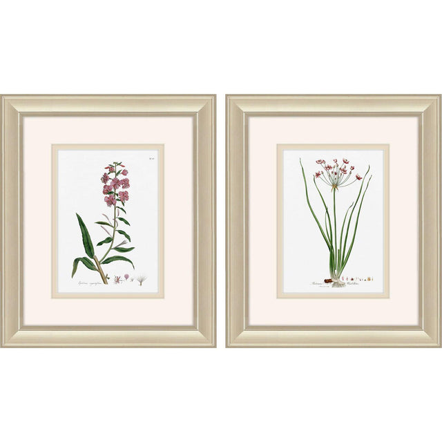 Paragon Rose Botanical S/2 Pink 12 X 10 X 1 Wall Art