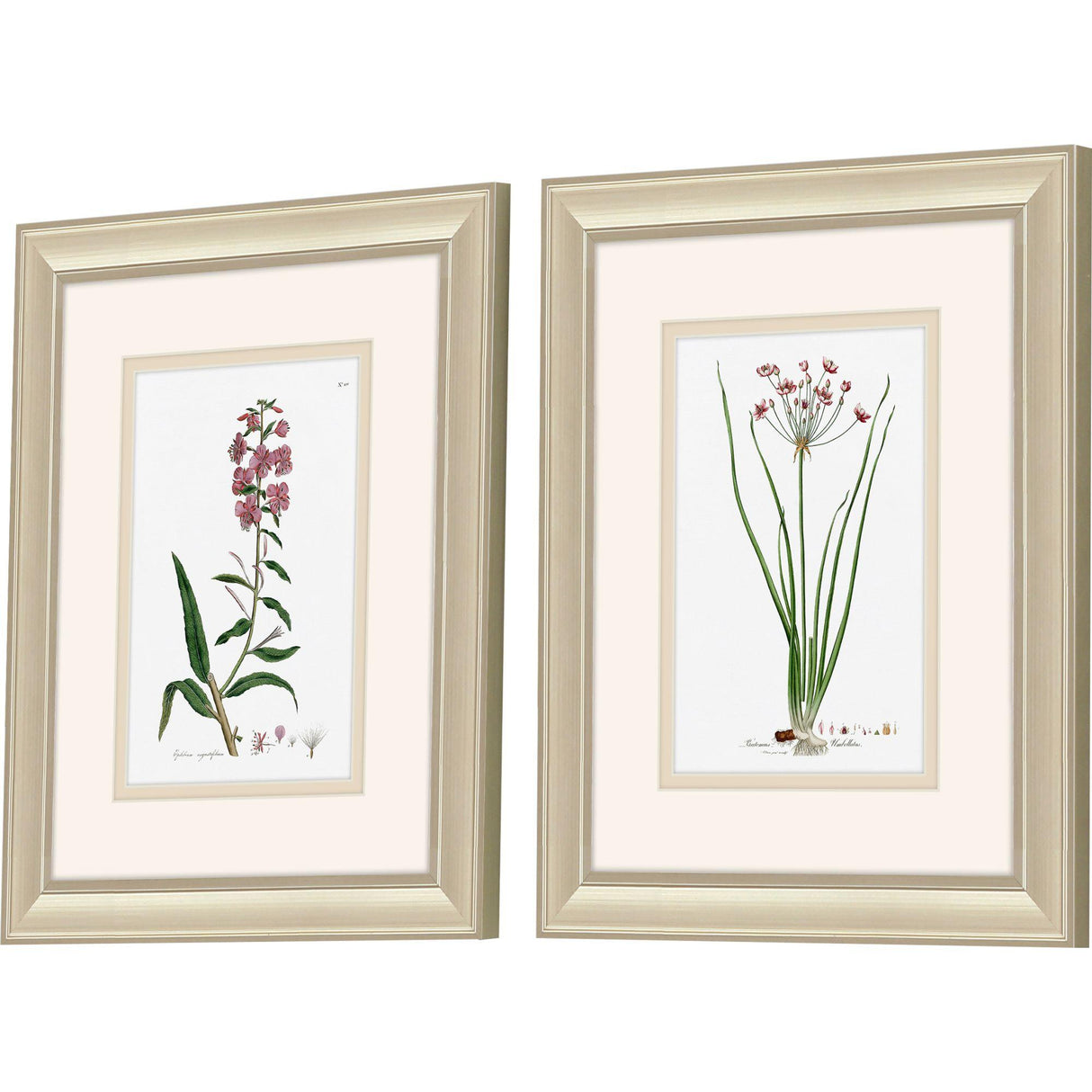 Paragon Rose Botanical S/2 Pink 12 X 10 X 1 Wall Art