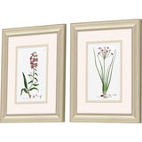 Paragon Rose Botanical S/2 Pink 12 X 10 X 1 Wall Art