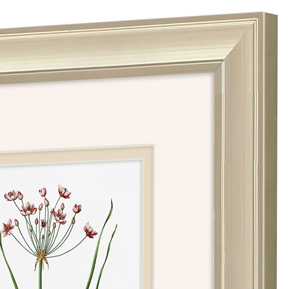 Paragon Rose Botanical S/2 Pink 12 X 10 X 1 Wall Art
