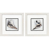 Paragon Ocean Treasure S/2 Brown 11 X 11 X 1 Wall Art