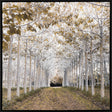 Paragon White Gold White 50 X 50 X 3 Wall Art