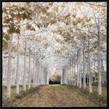 Paragon White Gold White 50 X 50 X 3 Wall Art