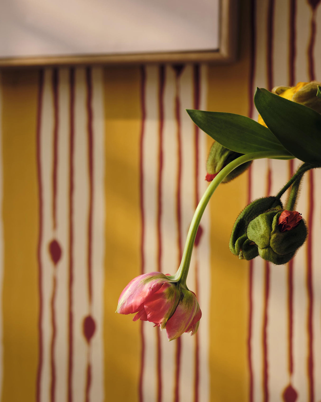 MindTheGap MINUANO Lemon JAZZ LIVE Wallpaper