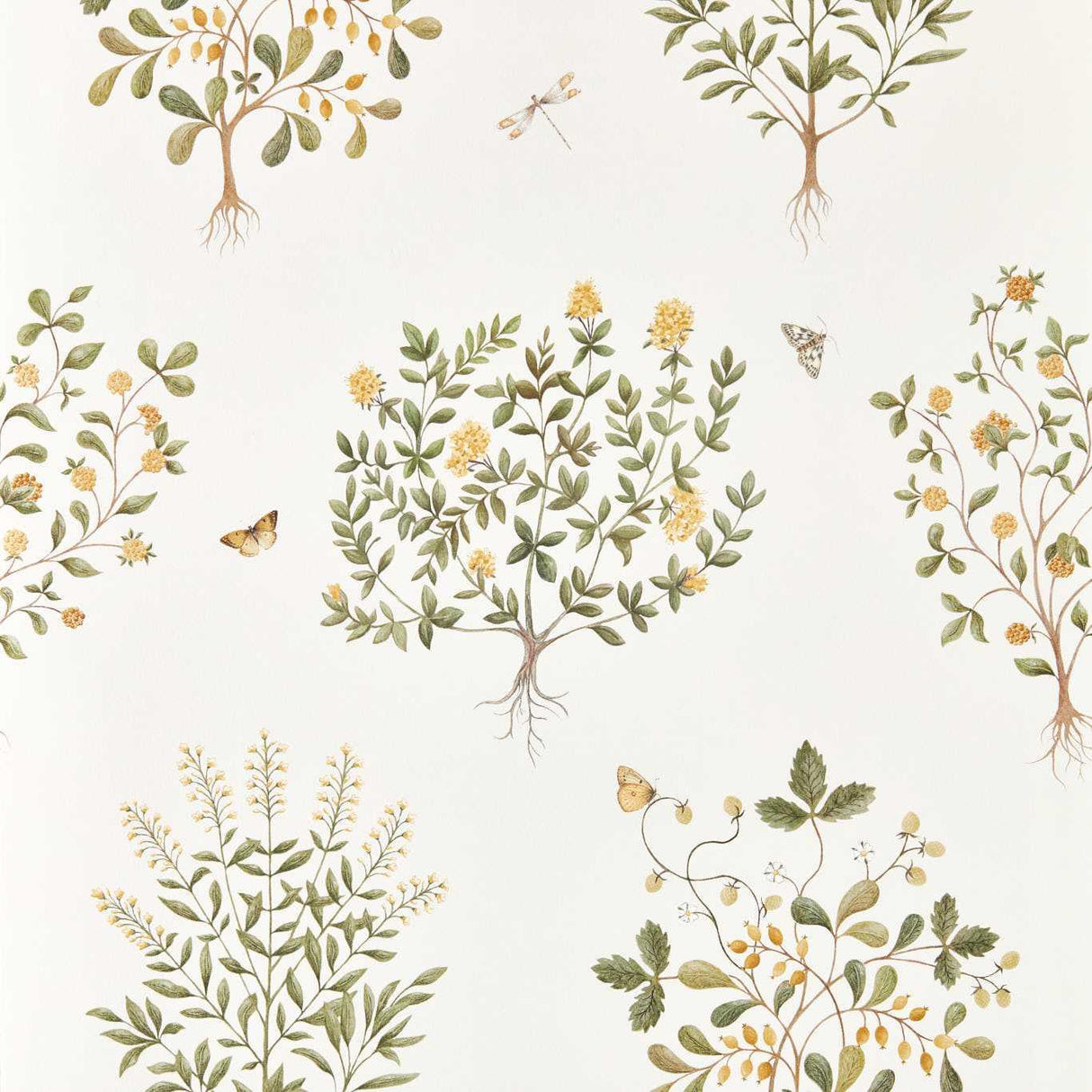 Sanderson Thyme Walk Lichen/Gooseberry Wallpaper