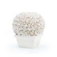Villa & House Blanc de Chine Boston Round Boxwood Topiary