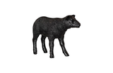 Phillips Collection Texelaar Sheep, Lamb, Gel Coat Black Black Accent