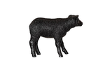 Phillips Collection Texelaar Sheep, Lamb, Gel Coat Black Black Accent