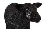 Phillips Collection Texelaar Sheep, Lamb, Gel Coat Black Black Accent