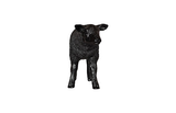 Phillips Collection Texelaar Sheep, Lamb, Gel Coat Black Black Accent