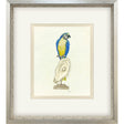 Paragon Treasure Parrot I Blue 26 X 23 X 3 Wall Art