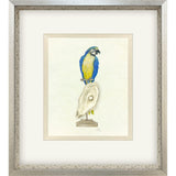 Paragon Treasure Parrot I Blue 26 X 23 X 3 Wall Art