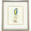 Paragon Treasure Parrot I Blue 26 X 23 X 3 Wall Art