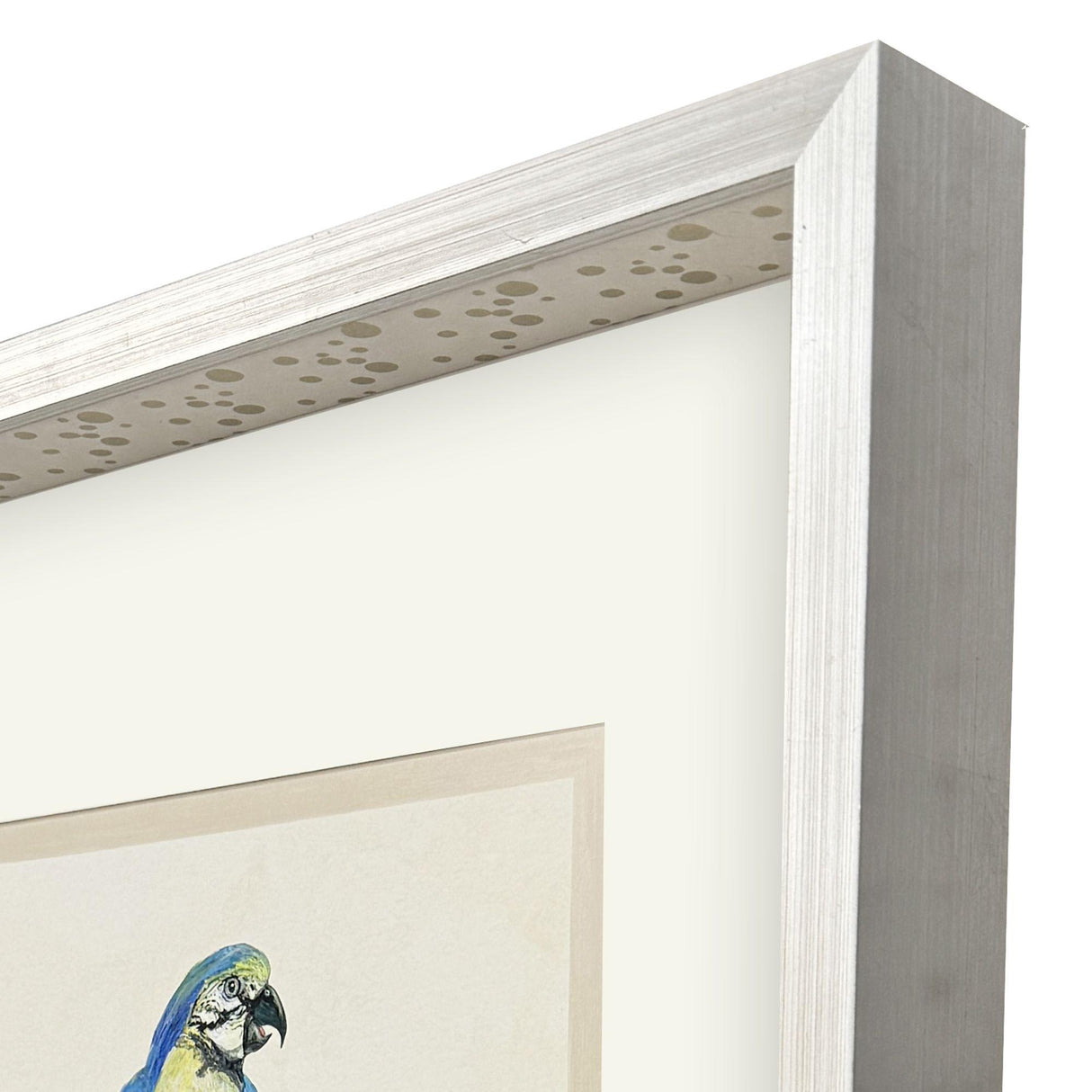 Paragon Treasure Parrot I Blue 26 X 23 X 3 Wall Art