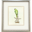 Paragon Treasure Parrot II Blue 26 X 23 X 3 Wall Art