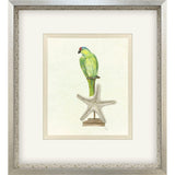 Paragon Treasure Parrot II Blue 26 X 23 X 3 Wall Art