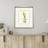 Paragon Treasure Parrot II Blue 26 X 23 X 3 Wall Art