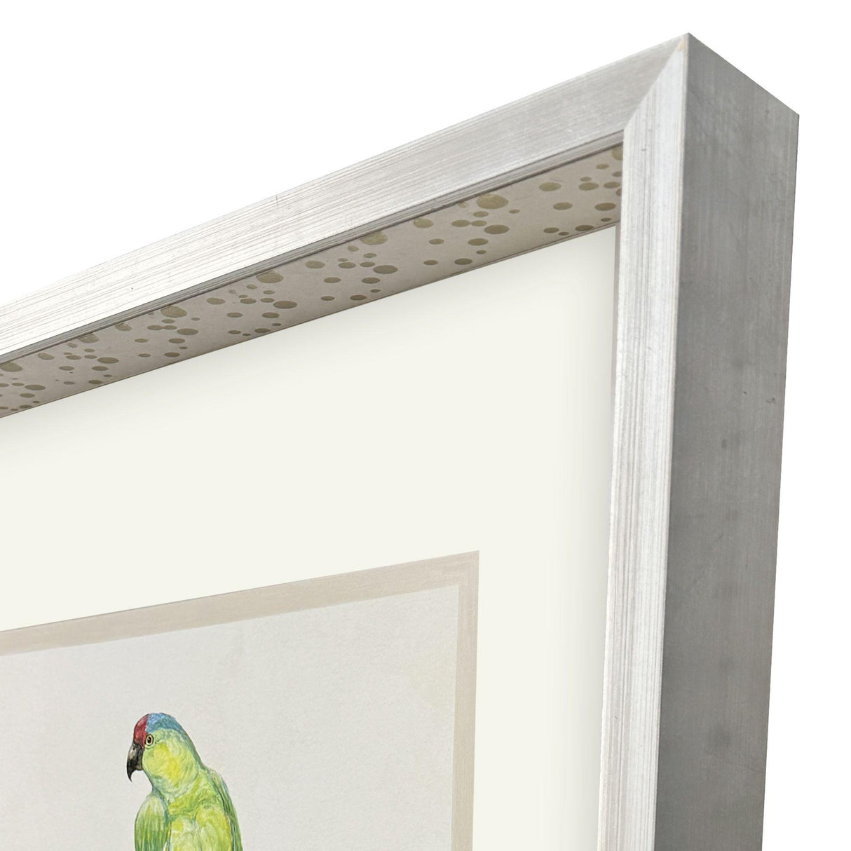 Paragon Treasure Parrot II Blue 26 X 23 X 3 Wall Art