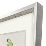 Paragon Treasure Parrot II Blue 26 X 23 X 3 Wall Art