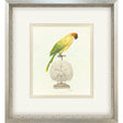 Paragon Treasure Parrot III Blue 26 X 23 X 3 Wall Art
