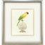 Paragon Treasure Parrot III Blue 26 X 23 X 3 Wall Art