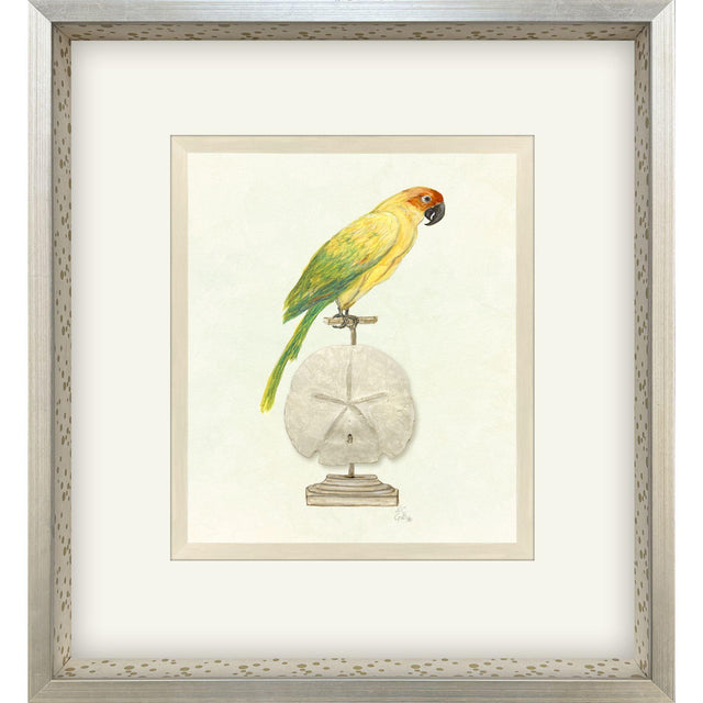 Paragon Treasure Parrot III Blue 26 X 23 X 3 Wall Art