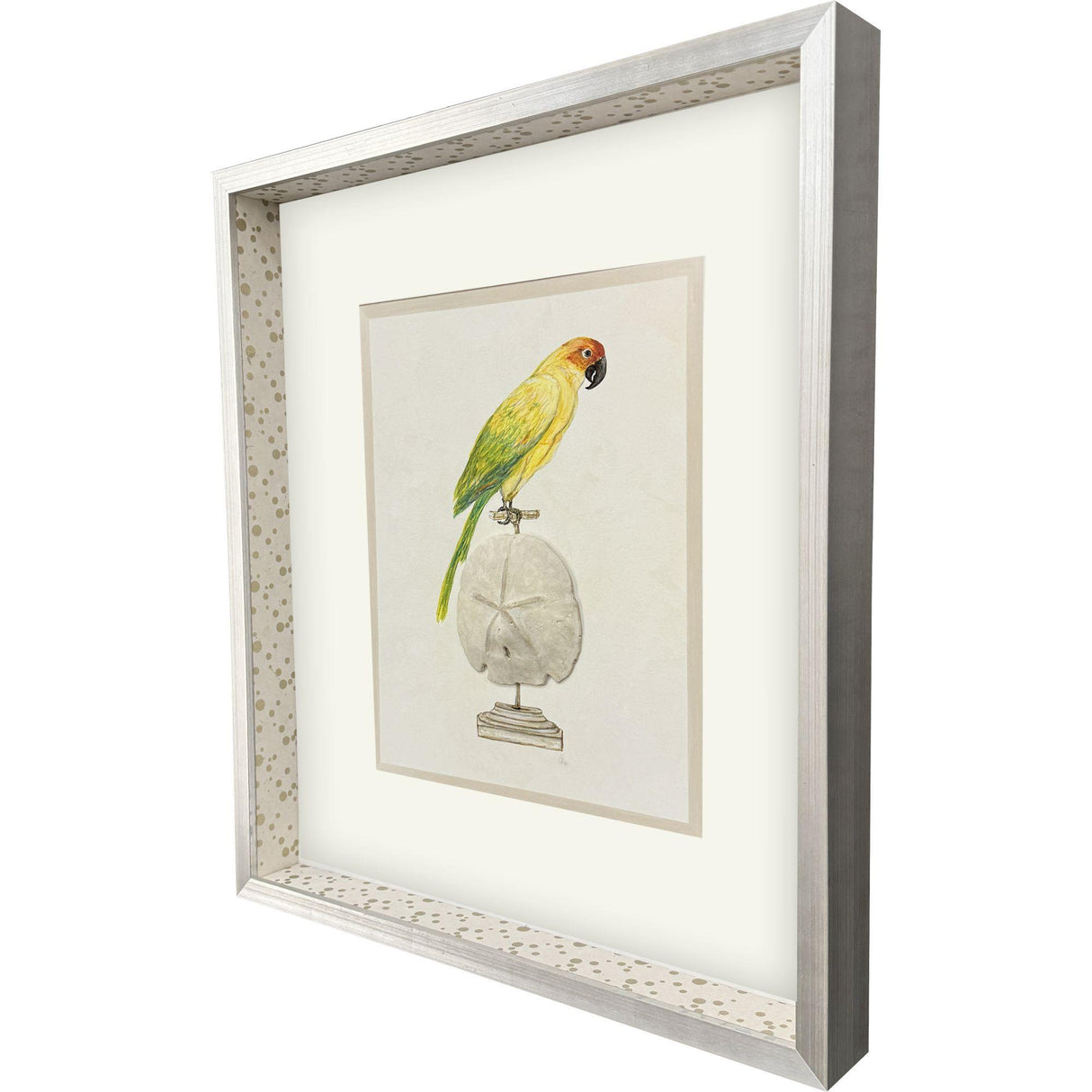 Paragon Treasure Parrot III Blue 26 X 23 X 3 Wall Art