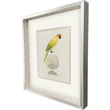 Paragon Treasure Parrot III Blue 26 X 23 X 3 Wall Art
