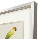 Paragon Treasure Parrot III Blue 26 X 23 X 3 Wall Art