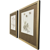 Paragon Neutral Botanical II S/2 Brown 33 X 25 X 2 Wall Art