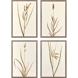 Paragon Varying Grasses S/4 Brown 25 X 17 X 2 Wall Art