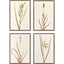 Paragon Varying Grasses S/4 Brown 25 X 17 X 2 Wall Art