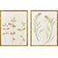 Paragon Floral Trace I S/2 Multi 25 X 19 X 2 Wall Art
