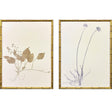 Paragon Floral Trace II S/2 Multi 25 X 19 X 2 Wall Art