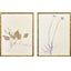 Paragon Floral Trace II S/2 Multi 25 X 19 X 2 Wall Art