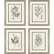 Paragon Astragalorum S/4 Green 26 X 21 X 2 Wall Art