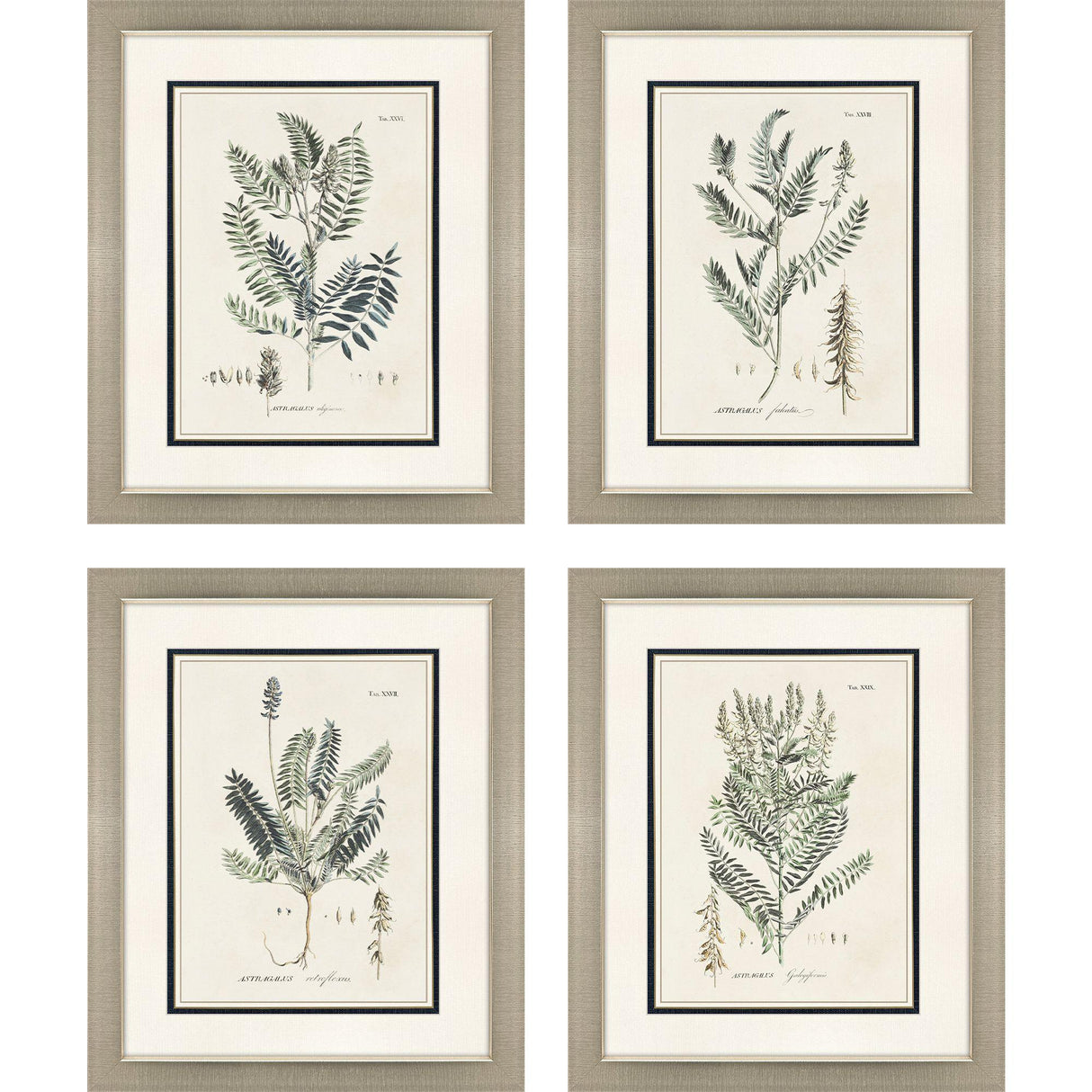 Paragon Astragalorum S/4 Green 26 X 21 X 2 Wall Art