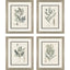 Paragon Astragalorum S/4 Green 26 X 21 X 2 Wall Art