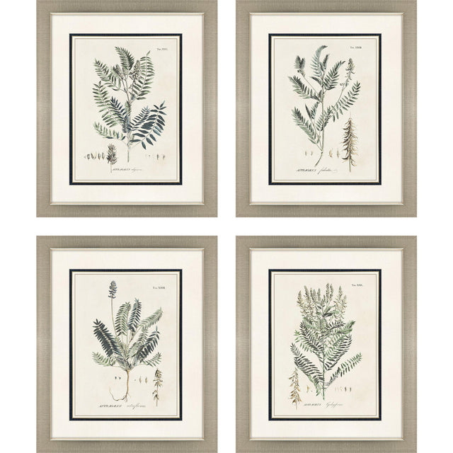 Paragon Astragalorum S/4 Green 26 X 21 X 2 Wall Art