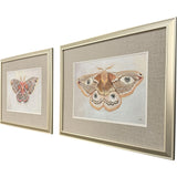 Paragon Forest Moth S/2 Pink 19 X 24 X 1 Wall Art