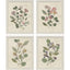 Paragon Pressed Arrangement S/4 Pink 15 X 12 X 1 Wall Art