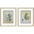 Paragon Ferns Aglow S/2 Green 21 X 18 X 1 Wall Art