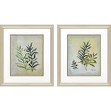 Paragon Ferns Aglow S/2 Green 21 X 18 X 1 Wall Art