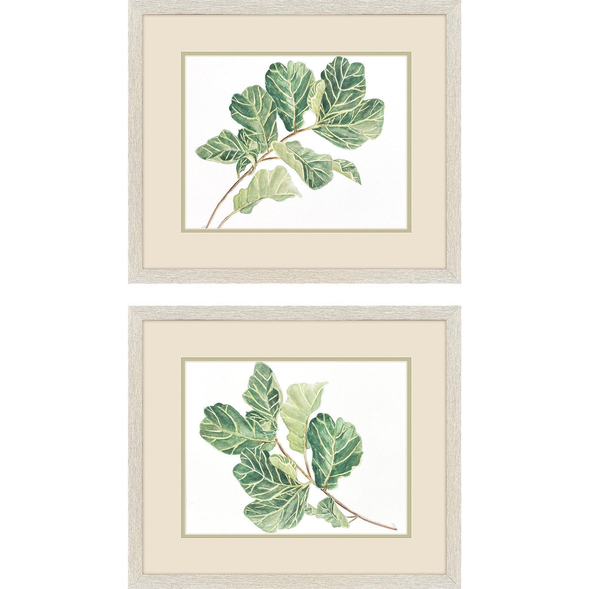 Paragon Fiddle Fig Leaf S/2 Green 17 X 20 X 1 Wall Art